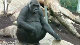 OrangUtan Jahe  Faultier Baby  Schimpansen  Gorilla  Krokodil  Haie  Tierpark Hellabrunn [upl. by Eatnod]