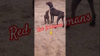 Red Doberman Pinscher dobermanpinschers dobermantraining doberman reddoberman k9training k9tv [upl. by Lisbeth]