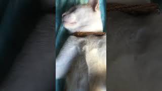 shortsvideo cat kitten shortvideo cute cutecat shortfeed shorts short cats subscribe [upl. by Nairehs]