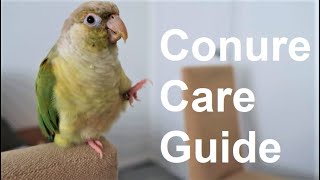 Conure Care Guide  Everything You Need To Know  BirdNerdSophie [upl. by Einnoj290]