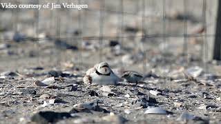 Piping Plover Chick [upl. by Bogoch]