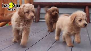 Mini Labradoodle Puppies [upl. by Joelly832]