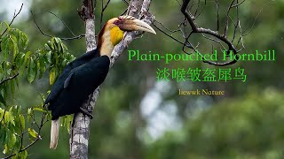 perch low and making soft call  Plainpouched Hornbill 淡喉皱盔犀鸟 [upl. by Esnofla]