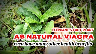 Elephants foot plant have many health benefits how to use as herbal remedy and safe dose [upl. by Thadeus]