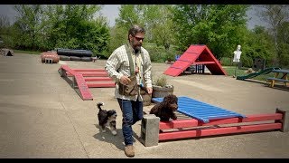 Goldendoodle Labradoodle Bernedoodle Training Session [upl. by Rramo]