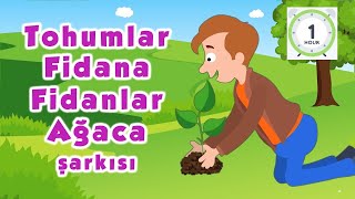 Tohumlar Fidana Fidanlar Ağaca Ağaçlar Ormana Dönmeli Yurdumda Orman Şarkısı Çocuk Şarkıları 1 SAAT [upl. by Tnerb]