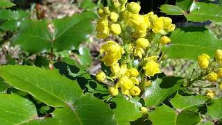 Mahonie Mahonia aquifoliumevergreen with winter flowering [upl. by Laspisa580]