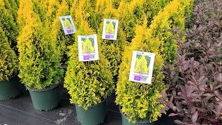 Thuja Jantar Golden American Arborvitae  Bright Very Colorful Easy To Grow Evergreen [upl. by Aba]