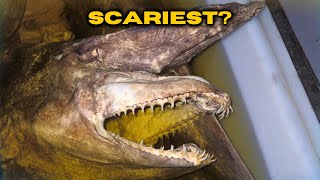 The Goblin Shark Is The Scariest Looking Creature [upl. by Comethuauc]