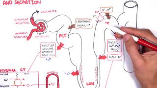 Nephrology  Physiology Reabsorption and Secretion [upl. by Beniamino]