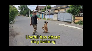 Useful tips about dog training🐾 teodogtrainer 🐶 [upl. by Yezdnil]