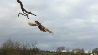 Chickens Flying Into Tree To Roost [upl. by Drogin]