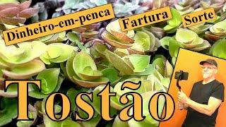 Tostão [upl. by Mirielle276]