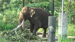 Pinnawala Elephant Orphanage [upl. by Goddard]