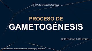 Proceso de gametogénesis [upl. by Rhianon287]