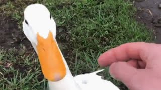 This man is convinced his duck is as smart as your dog [upl. by Etteniuq252]