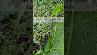 Growing Sagittaria latifolia wapato arrowhead Edible Aquatics [upl. by Jamie]