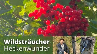 Warum Heimische Wildsträucher als Hecke so wichtig sind [upl. by Uv890]