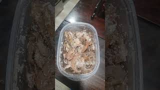 Kosher salting shrimp for safer long casting Jan 20 2024 [upl. by Omar]