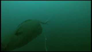 Halibut Strike 3  Filmed Underwater with GoPro Camera [upl. by Eamon]