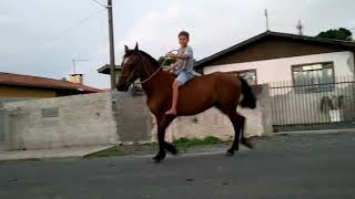 Andando de cavalo na rua top✌🔊 [upl. by Trebeh]