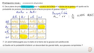 Génétique monohybrides et dihybrides [upl. by Claudian]