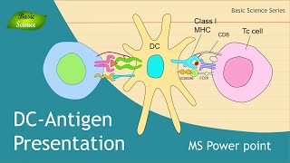 Antigen Presentation  Structure  Illustration  Design with MS power point  Basic Science Series [upl. by Taddeo]