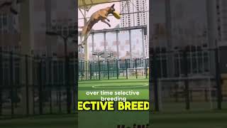 Belgian malinois high jumps [upl. by Aeet335]