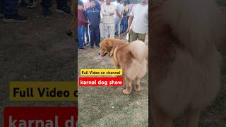 Karnal Dog show 2024  Biggest 🔥 dog show  shorts shortvideo dogvideos [upl. by Adnot]