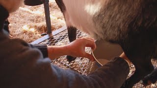 Hand Milking Made Easy Simplified Steps for Dairy Goat Owners [upl. by Narruc]