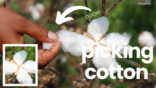 PICKING COTTON Y’ALL IT’S ONLY BEEN TWO DAYS 😩😭😭  TIFFANICVD [upl. by Aikyt]