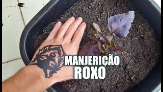 COMO PLANTAR MANJERICÃO ROXO EM VASO [upl. by Fedak325]