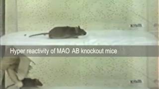 Hyperreactive MAO double knockout mice [upl. by Ellenrahs]