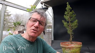 Repotting My Alberta Spruce The Bonsai Zone April 2024 [upl. by Enyahc]