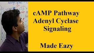 cAMP PATHWAY  GPROTEIN COUPLED RECEPTOR GPCR  Adenyl Cyclase Pathway  Easy to Learn [upl. by Latty]