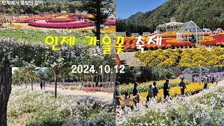 인제 가을꽃 축제 2024년 10월 12일 [upl. by Nirret]