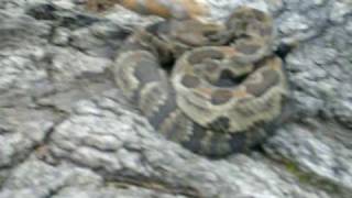 Wild Timber Rattlesnake found in Pennsylvania Read Description [upl. by Behlke641]