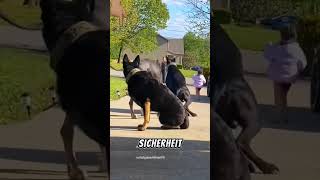 Wie diese 4 Hunde ein Kind BEWACHEN [upl. by Emrich]