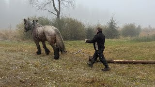 Seltener Beruf Norbert Bong ist Pferderücker [upl. by Ahsikad]