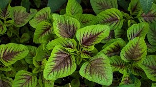 Introduce Amaranth and how to grow [upl. by Babbette]