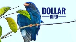 Oriental Dollarbird Dollar Roller Eurystomus orientalis Coraciidae Dark Roller [upl. by Quinn785]