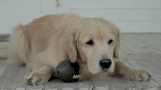 An Old Dog Remembers the First Puppy Bowl [upl. by Menzies]