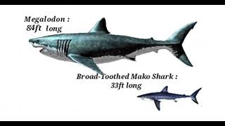 Megalodon and BroadToothed Mako Shark size comparison [upl. by Denna600]