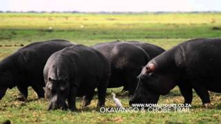 Okavango amp Chobe Trail  Nomad Adventure Tours [upl. by Garges]