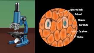 Demonstration of Stomata on a Leaf Peel  MeitY OLabs [upl. by Eerazed]