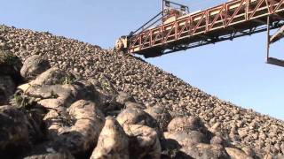 Special Episode Sugar Beet Harvest  Americas Heartland [upl. by Thorncombe]