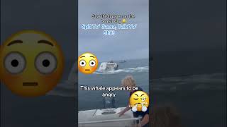 This Whale appears to be angry viral viraltiktok news viralvideo viralshorts new viralreels [upl. by Airretal101]