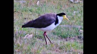 Masked Lapwing Plover bird call and mating [upl. by Dyane538]