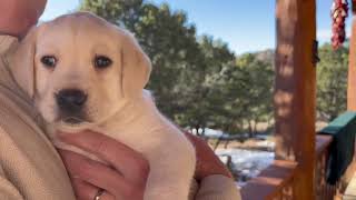 Lab Puppy BUDDY THE ELF Explores the Outside for the FIRST Time [upl. by Krishnah230]