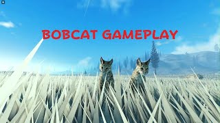 Roblox Yellowstone unleashed Bobcat GamePlay🐆 [upl. by Hebrew]